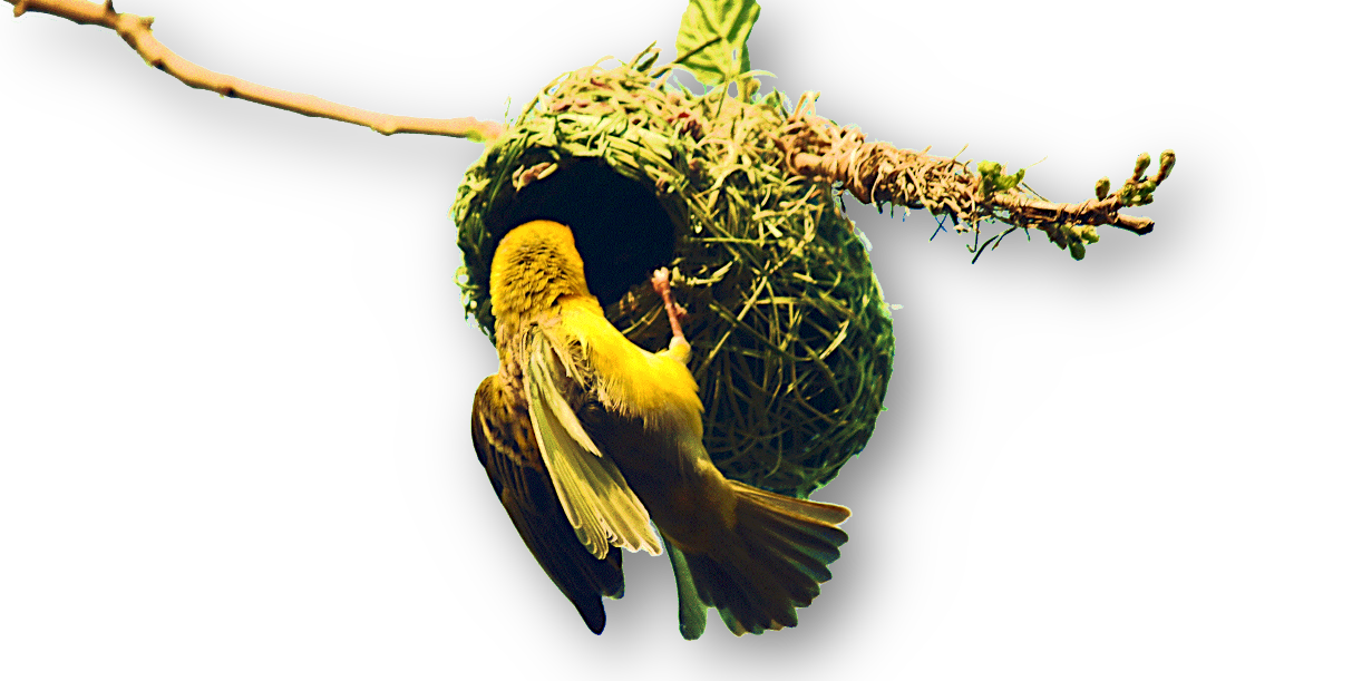 Ein gelber Maskenweber Vogel (Ploceus velatus) baut ein korbartiges Nest, das an einem einzelnem Zweig hängt
@Lynn Greyling, "Male Southern Masked Weaver On Nest", via www.publicdomainpictures.net